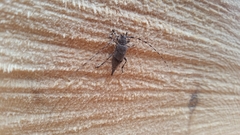 Acanthocinus aedilis