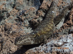 Sceloporus torquatus