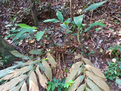 Image of Great spindle ginger by (c) Samuel Lee, some rights reserved (CC BY)