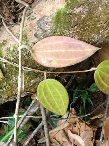 Hoya latifolia, photograph 4