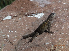 Sceloporus torquatus