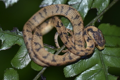 Pareas carinatus