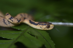 Pareas carinatus