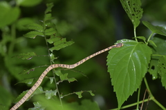 Pareas carinatus