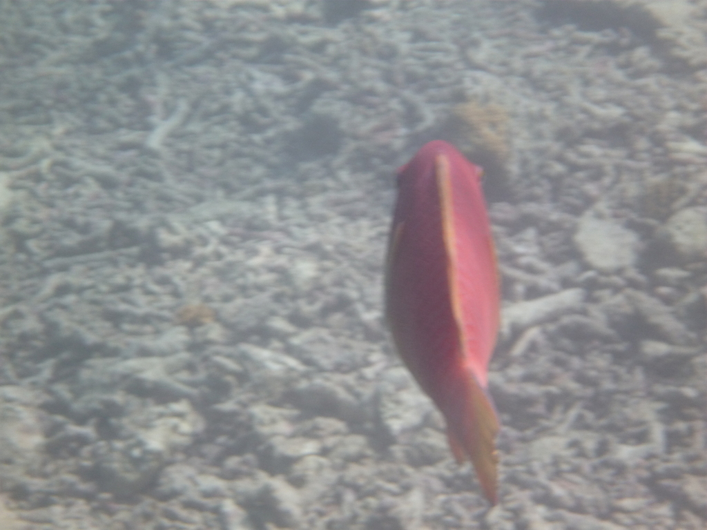 Blunt-head Parrotfish