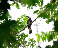 Anorrhinus galeritus