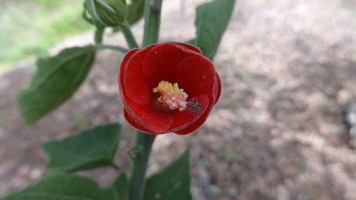 Pavonia anisaster