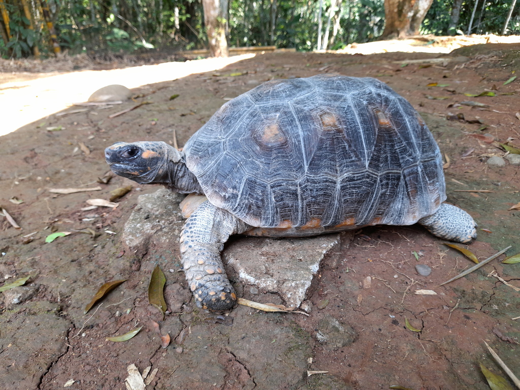 Brazilian Giant Tortoise in January 2023 by Diego Naranjo · iNaturalist