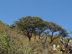 Vachellia schaffneri