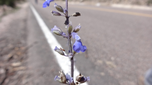 Salvia cryptodonta