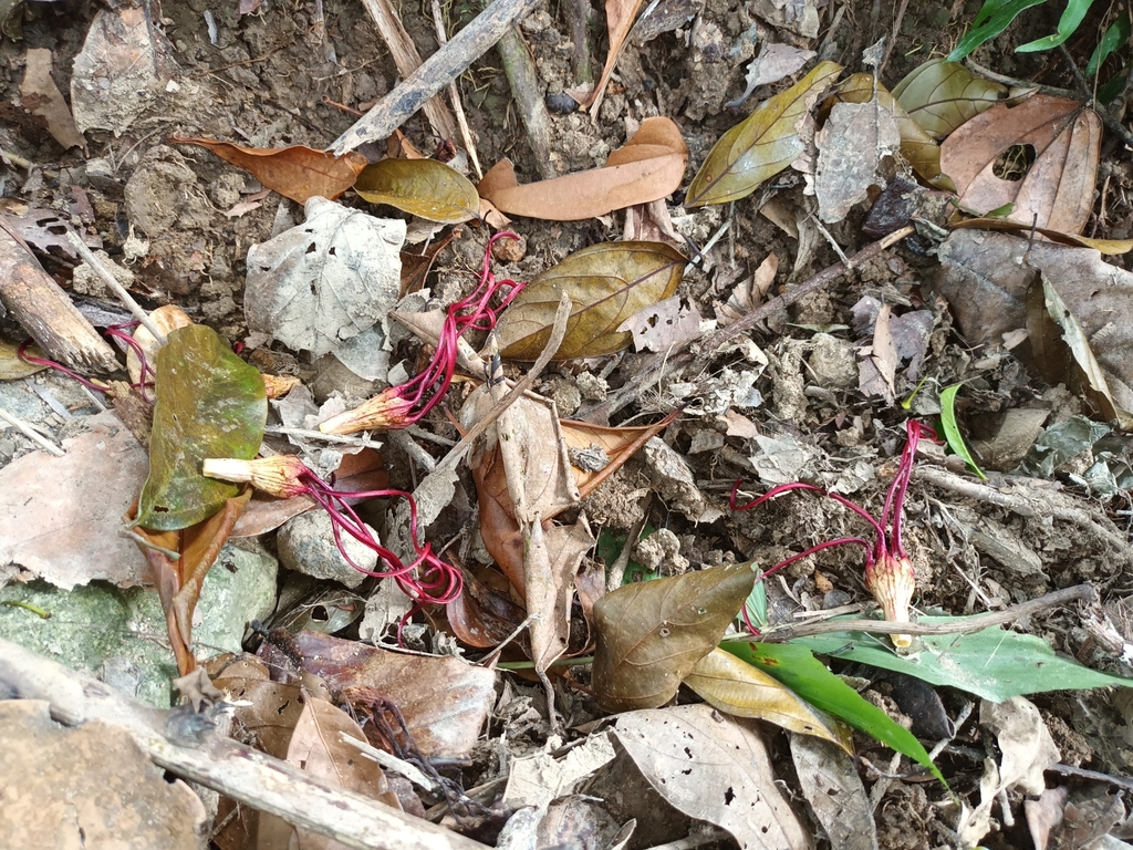 Dây vòi voi – Strophanthus caudatus