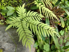 Pteris wallichiana