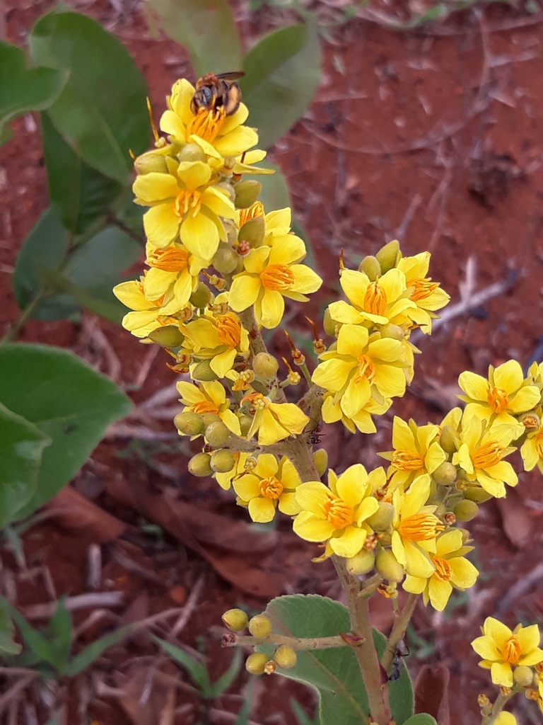 Ouratea nervosa