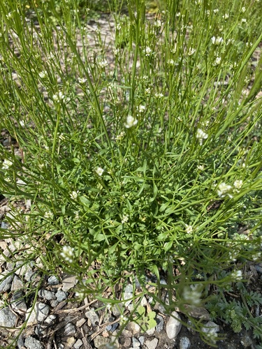 iNaturalist observation photo of hairy bittercress