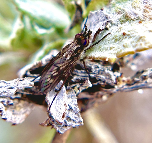 Nebritus powelli