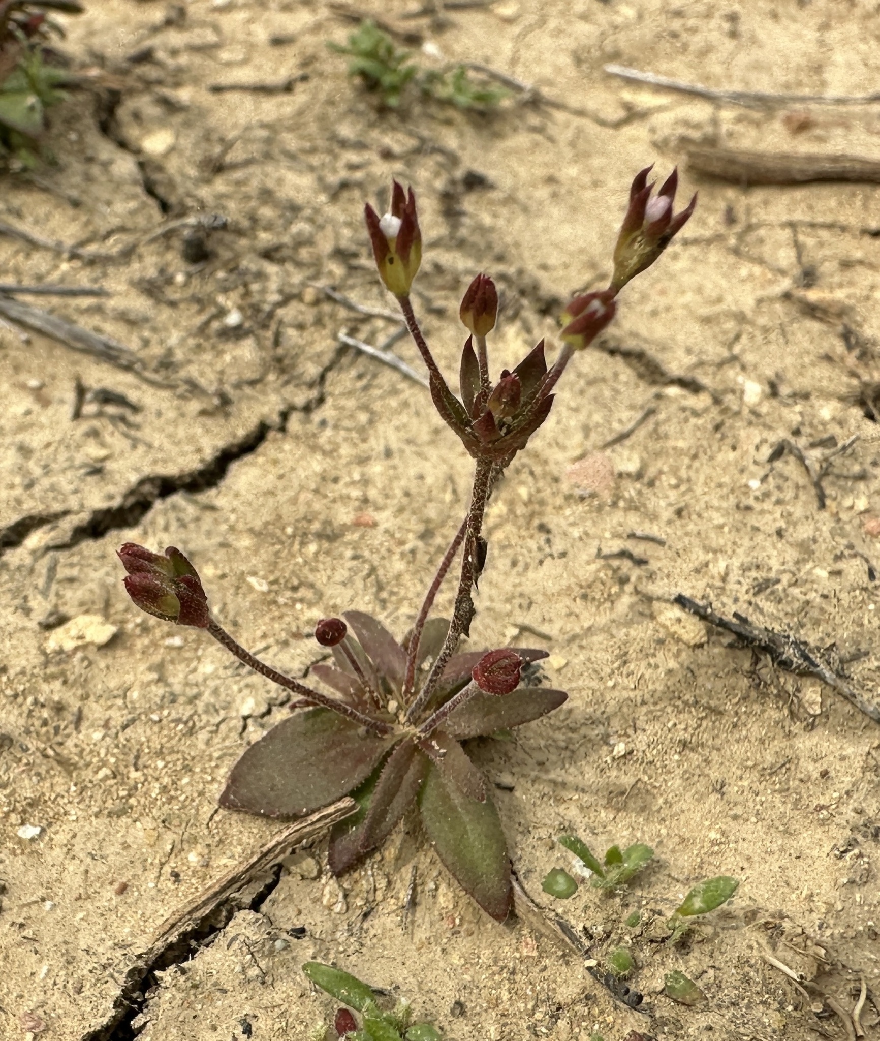 Androsace elongata ssp. acuta