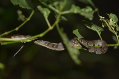 Trimerodytes aequifasciatus