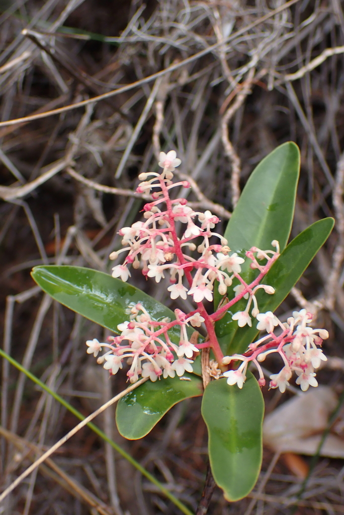 Tapeinosperma