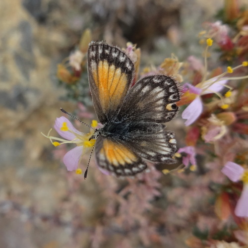 Pseudolucia chilensis