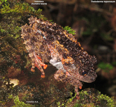 Malaya Bug-Eyed Frog photo 1