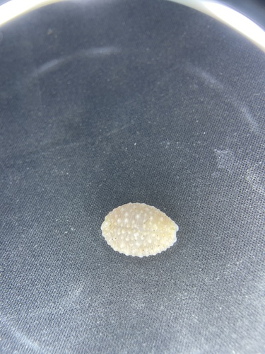 Nucleolaria granulata observed 2023-03-18