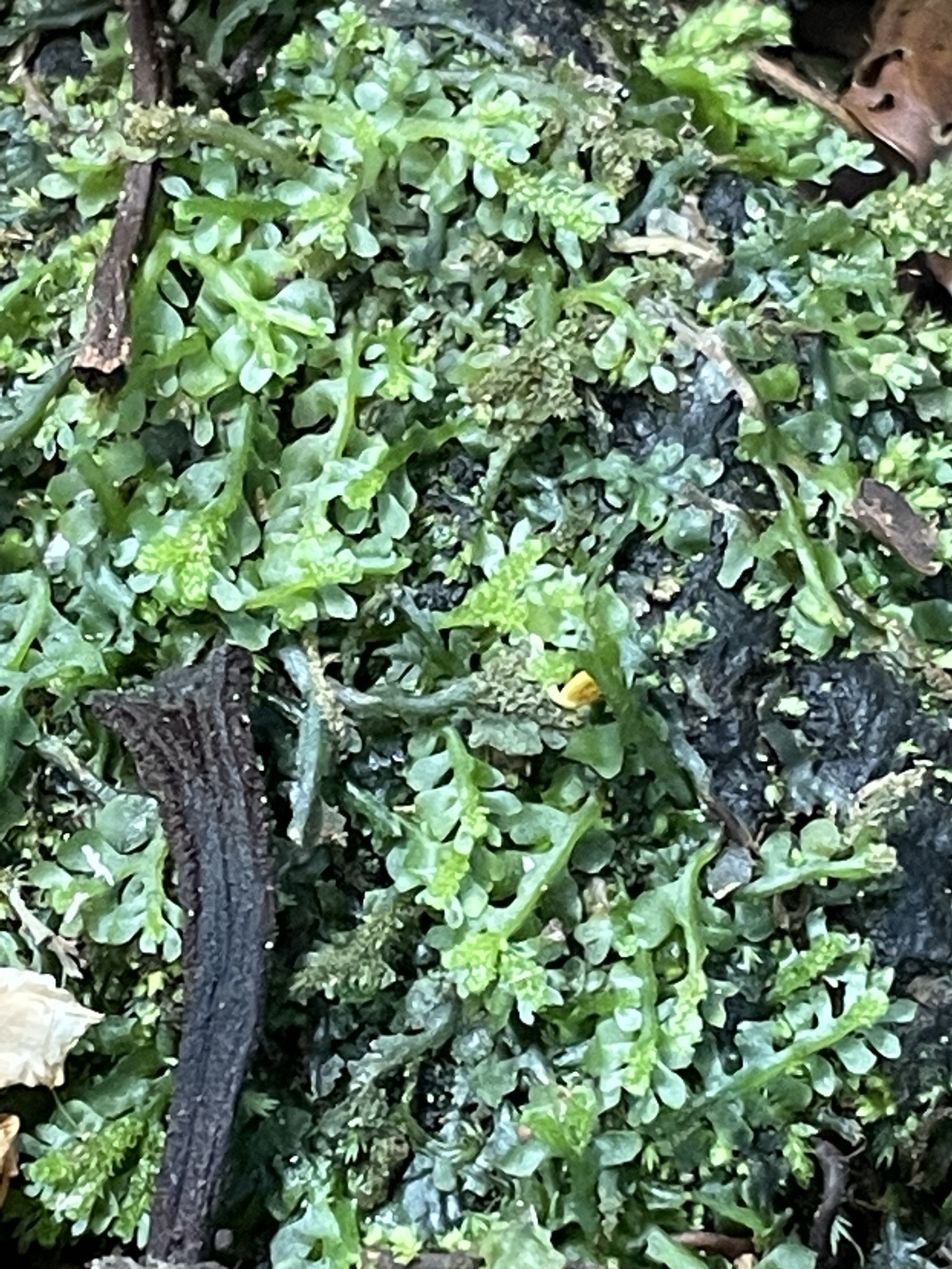 Symphyogyna brongniartii