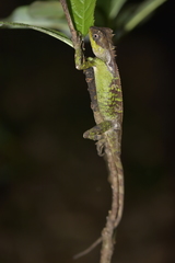 Acanthosaura lepidogaster