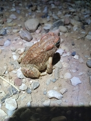 Anaxyrus microscaphus