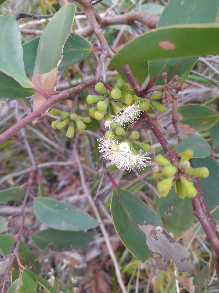 narrowleaf peppermint gum from Anglesea VIC 3230, Australia on March