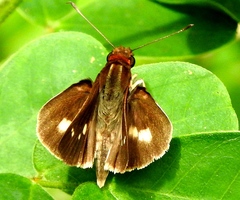 Vettius fantasos