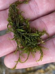 Scleropodium obtusifolium