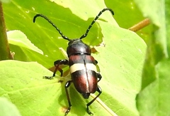 Lissonotus flavocinctus