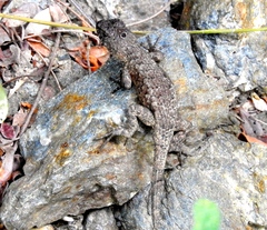 Sceloporus nelsoni