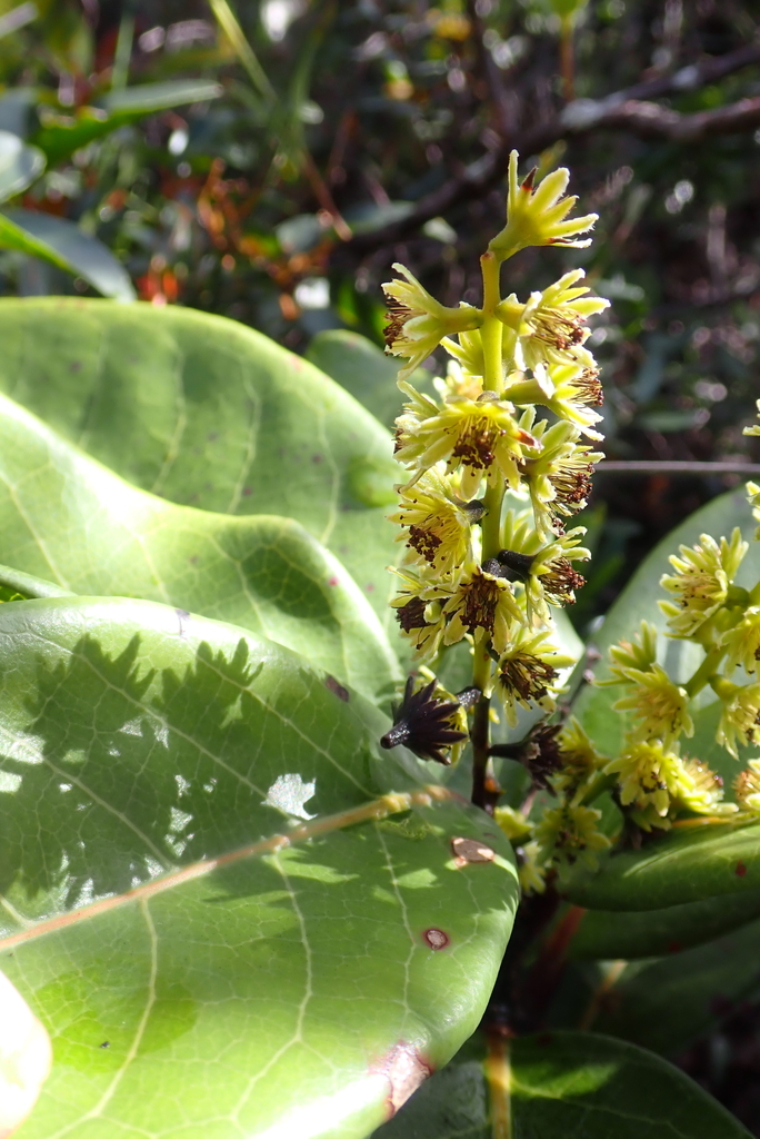 Homalium rubrocostatum