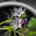Gilia nevinii - Photo Stickpen, sin restricciones conocidas de derechos (dominio publico)