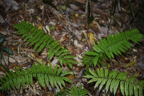 Thelypteris hirsutipes iNat (2)