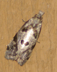 Aethes rana