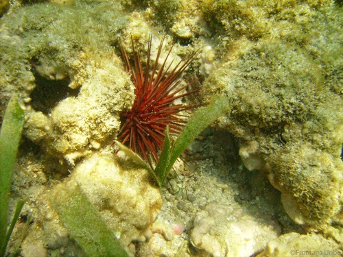 Atlantic Rock-boring Urchin, photo 10 of 10