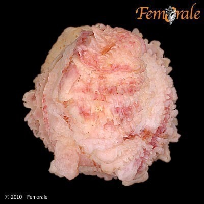 gryphin jewel box