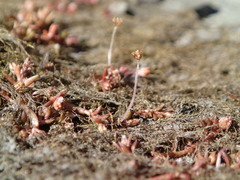 Crassula peduncularis