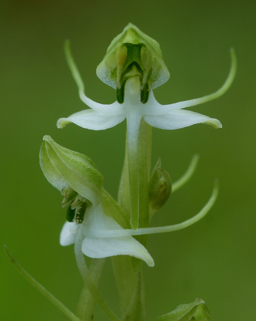 Habenaria diphylla