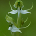 Habenaria diphylla - Photo (c) S.MORE, algunos derechos reservados (CC BY-NC), subido por S.MORE