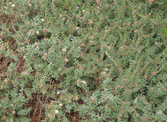 Pimelea mimosa