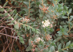 Pimelea mimosa