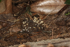 Strobilurus conigenoides