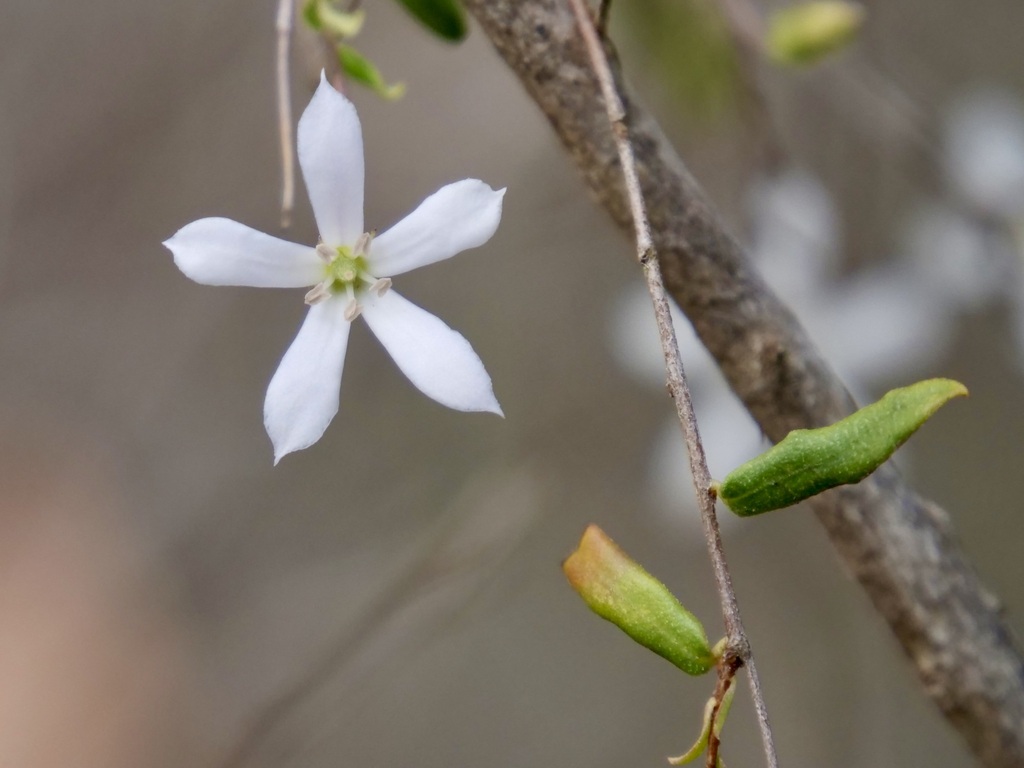 Billardiera laxiflora