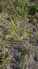 Aristida spiciformis