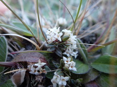 Pimelea oreophila lepta