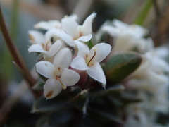 Pimelea oreophila lepta