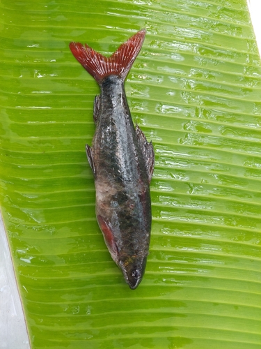 Rainbow shark (Epalzeorhynchos frenatus) — Cyprinidae — 3